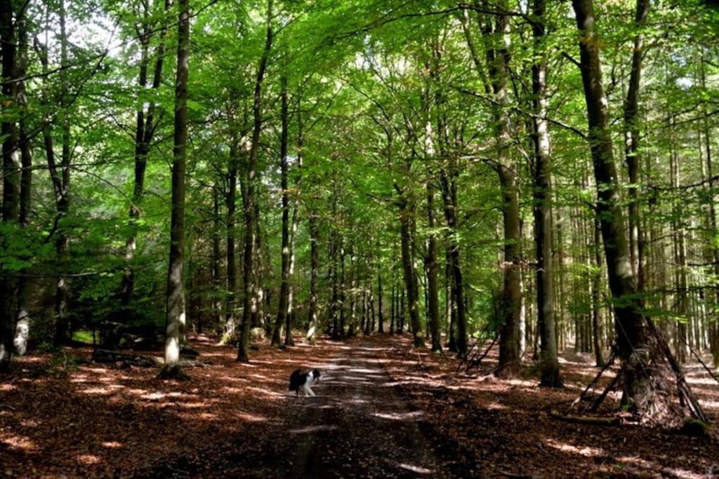 Gite Champetre Al Werihe Lierneux Exterior foto